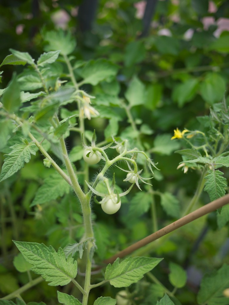 Kiwi+Peach: Friday Links