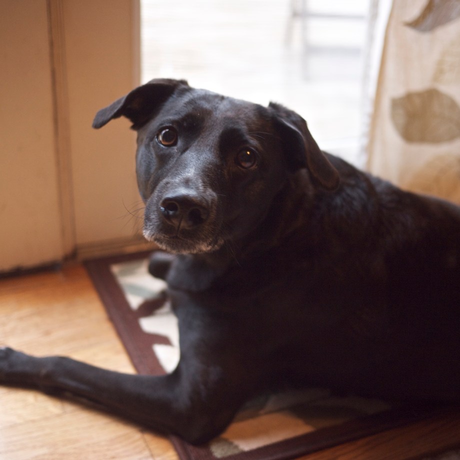 Kiwi and Peach | Meet Dooley