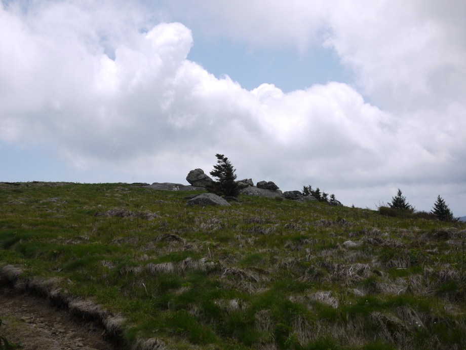 First Comes Love from Kiwi and Peach